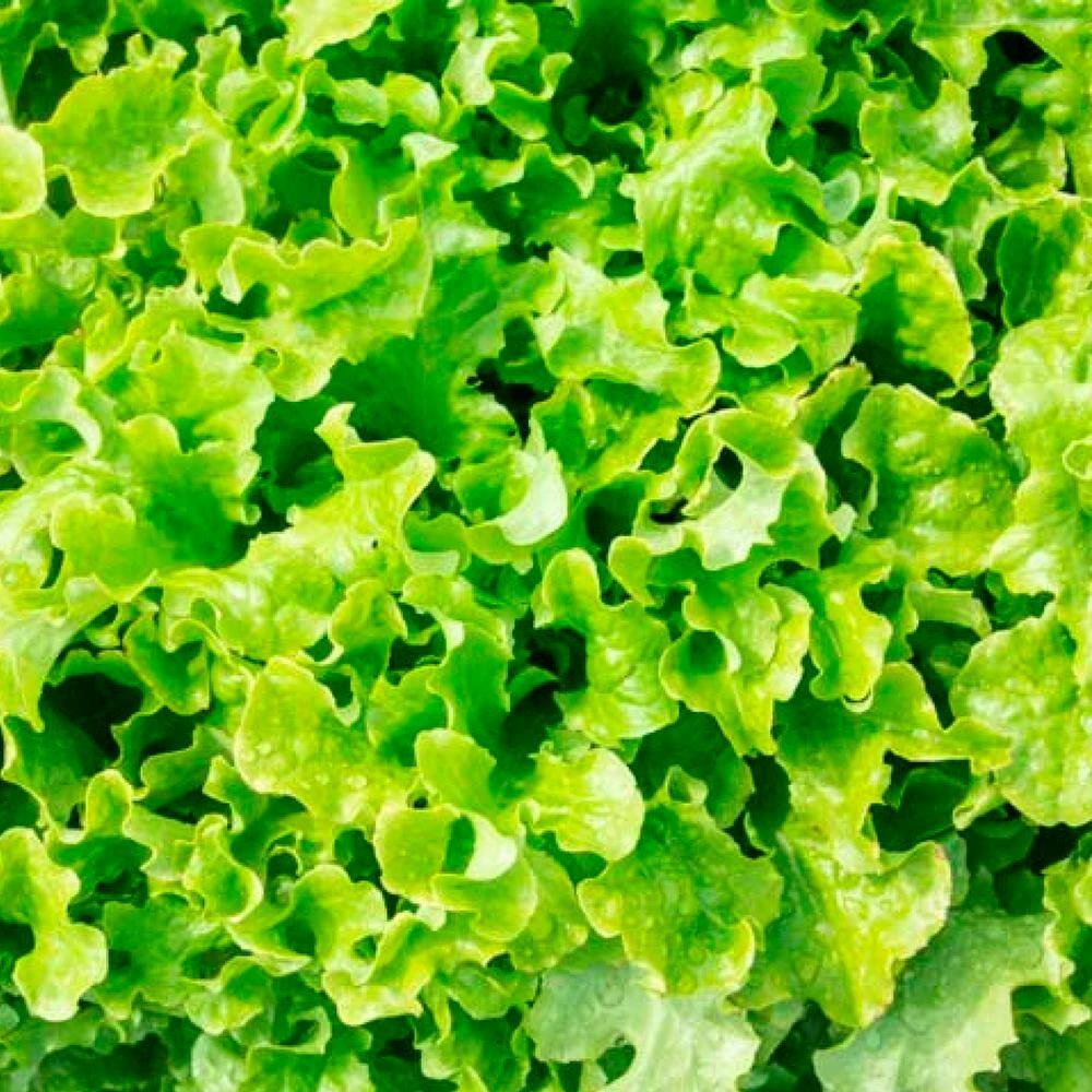 Gurney's Lettuce Leaf Salad Bowl (1,000 Seed Packet) - Image 2