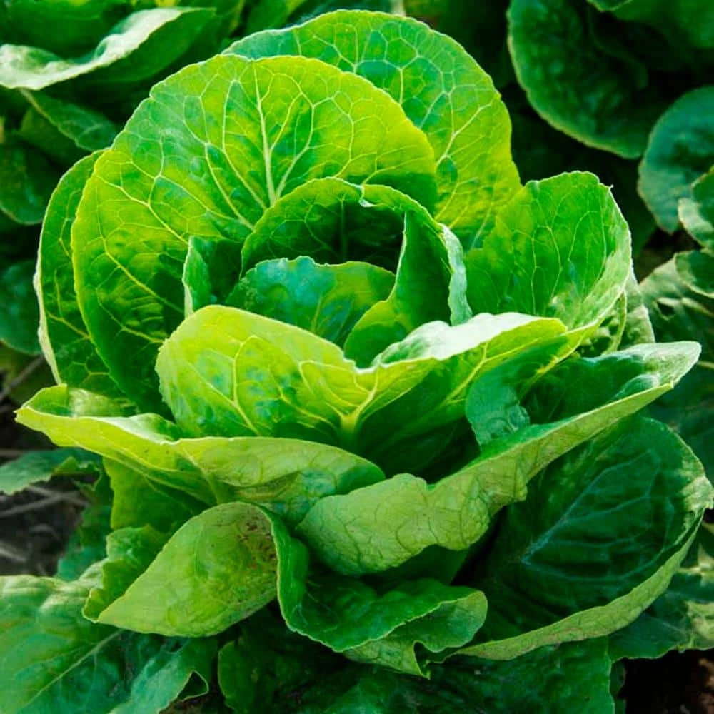 Gurney's Lettuce Romaine Paris White Cos (1,000 Seed Packet) - Image 3