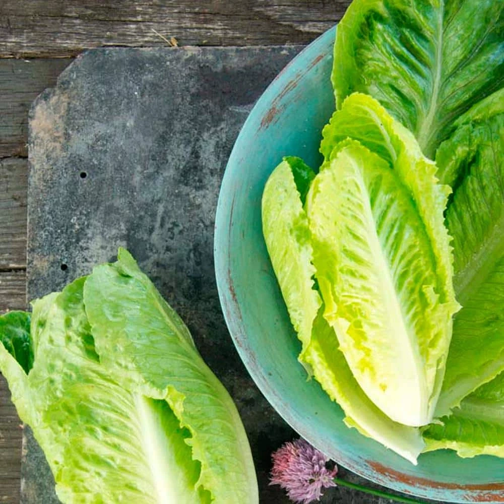 Gurney's Lettuce Romaine Paris White Cos (1,000 Seed Packet) - Image 2