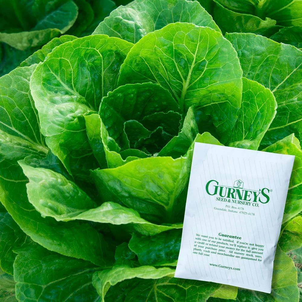 Gurney's Lettuce Romaine (0.50 oz. Seed Packet) - Image 2