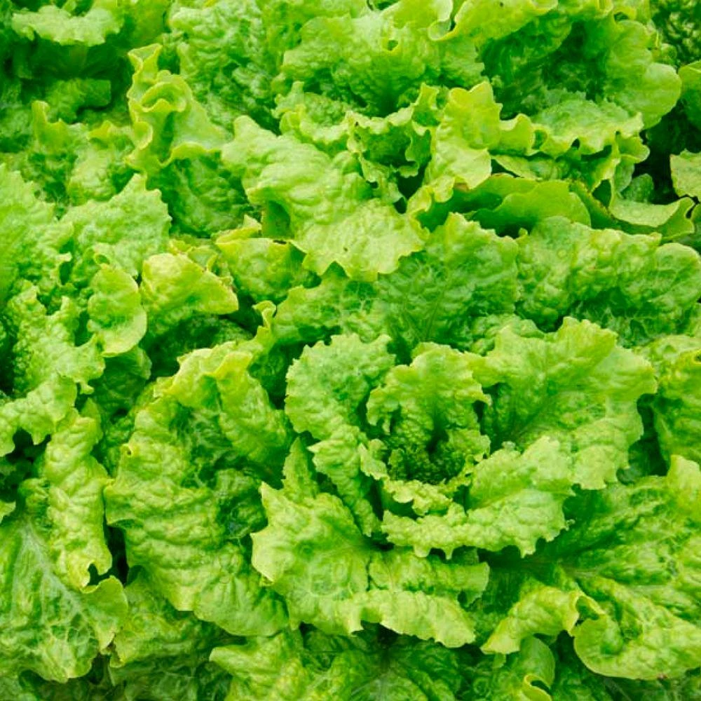 Gurney's 0.50 oz. Lettuce Black-Seeded Simpson (Seed Packet) - Image 2