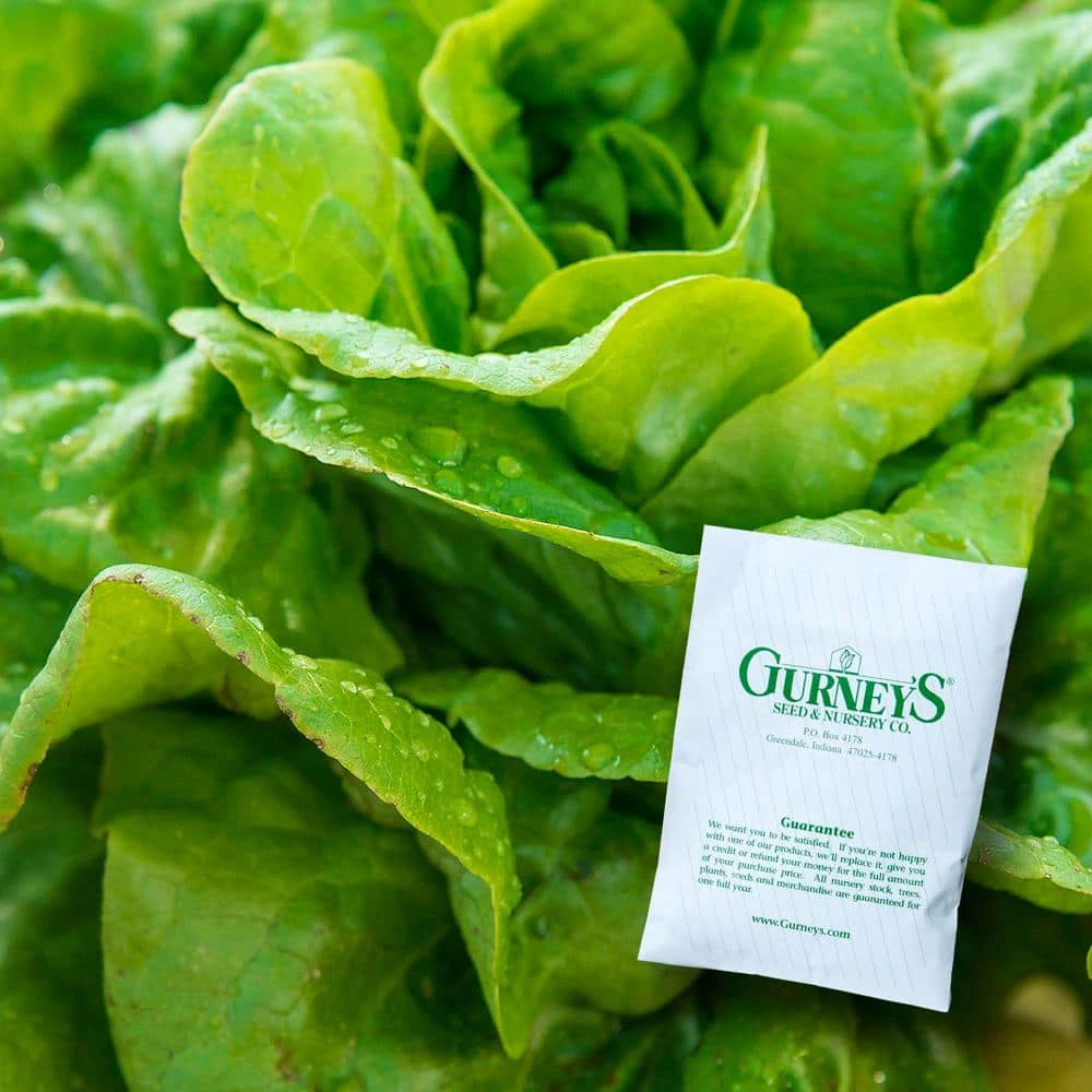 Gurney's Lettuce Head Buttercrunch (500 Seed Packet)