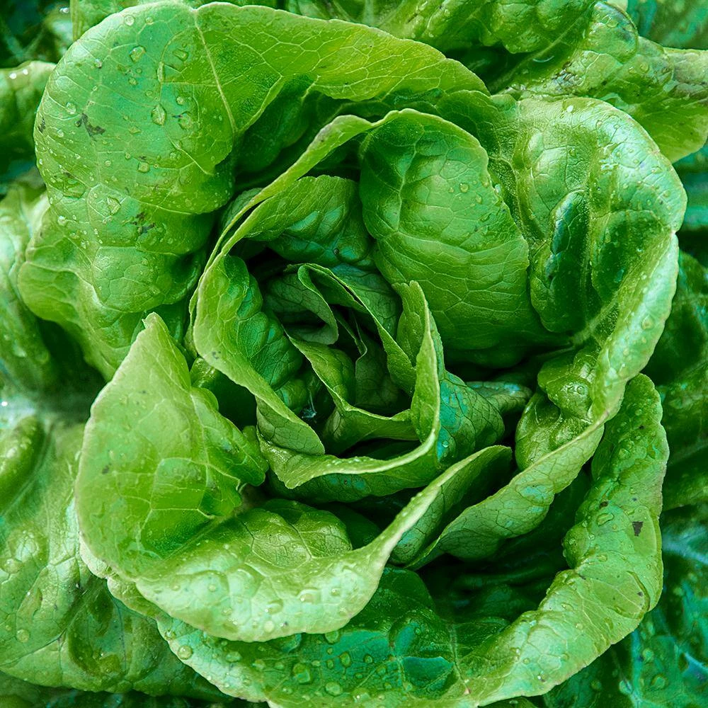 Gurney's Lettuce Head Buttercrunch (500 Seed Packet) - Image 2