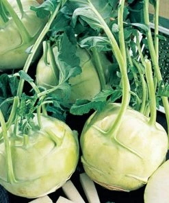 Gurney's Kohlrabi Early White Vienna (300 Seed Packet)