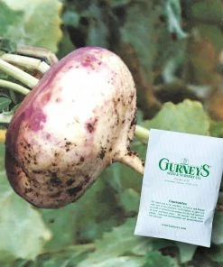 Gurney's Turnip Purple Top White Globe 1 oz. Packet