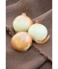 Gurney's Onion Candy Hybrid (150 Seed Packet)