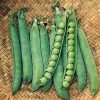 Gurney's Pea Maestro (225 Seed Packet)