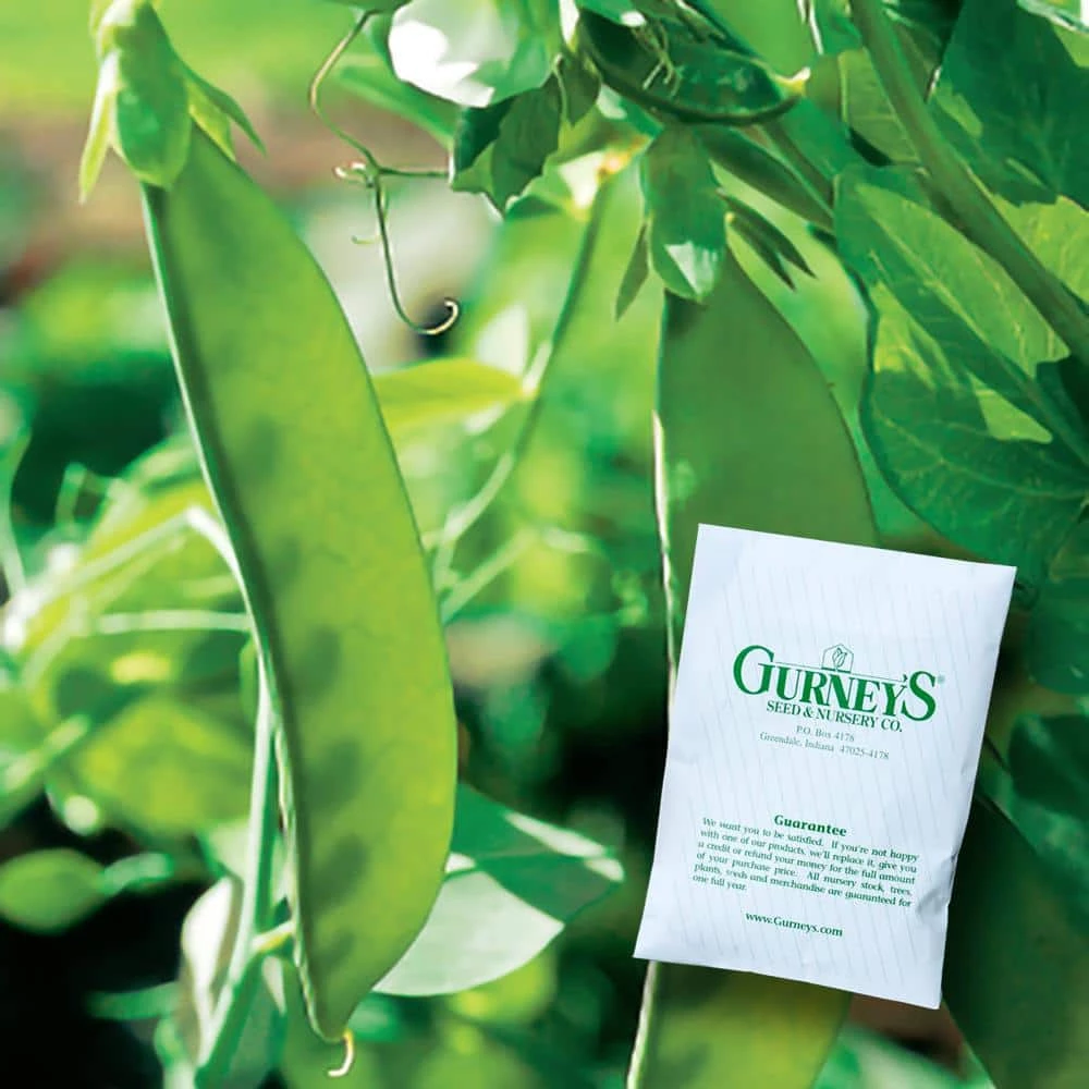 Gurney's 0.50 lb. Snow Pea Oregon Sugar Pod II (Seed Packet)