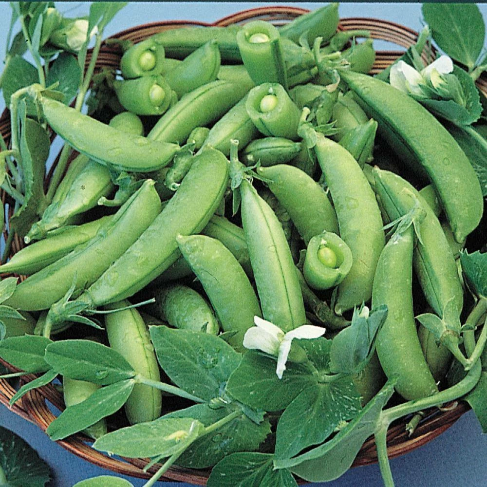 Gurney's Snap Pea Sugar Snap Vegetable Seed (0.50 lb. Seed Packet) - Image 2