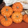 Gurney's Pumpkin Jack Be Little (25 Seed Packet)
