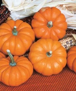 Gurney's Pumpkin Jack Be Little (25 Seed Packet)