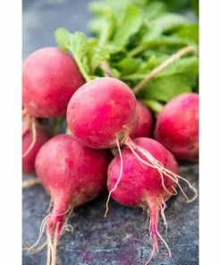 Gurney's Radish Cherry Belle (500 Seed Packet)