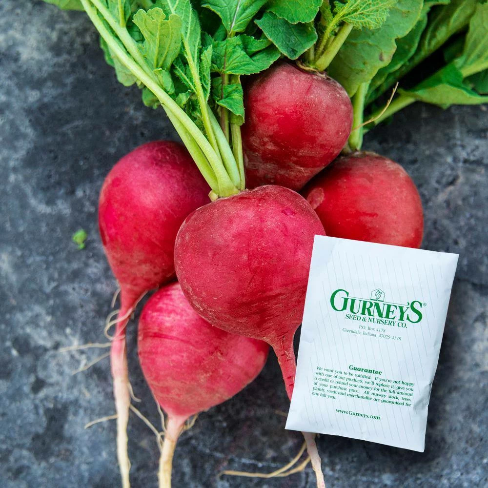 Gurney's Radish German Giant Parat (0.5 oz. Seed Packet) - Image 3