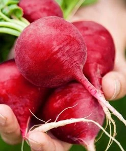 Gurney's Radish German Giant Parat (0.5 oz. Seed Packet)