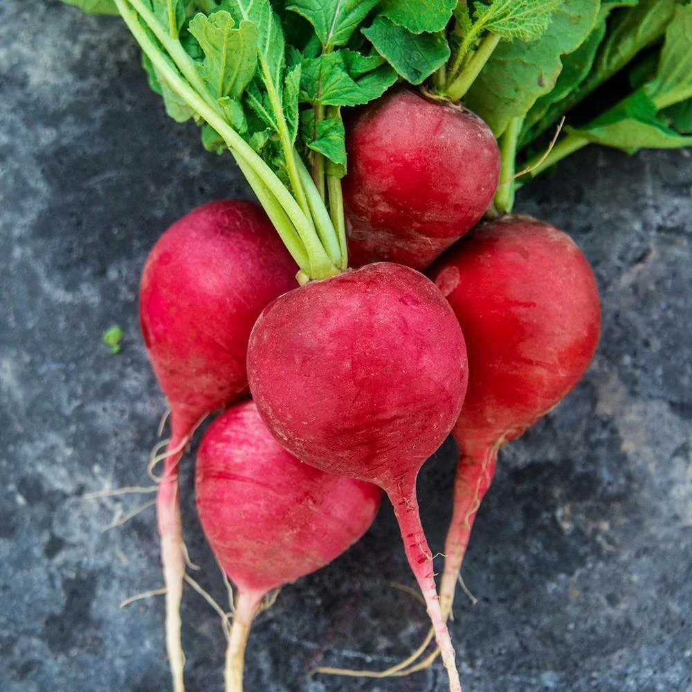 Gurney's Radish German Giant Parat (0.5 oz. Seed Packet) - Image 2