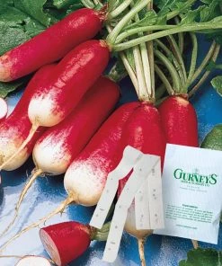 Gurney's 15 ft. Radish French Breakfast (Seed Tape)