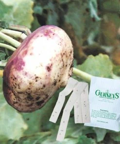 Gurney's Turnip Purple Top White Globe 15 ft. Seed Tape