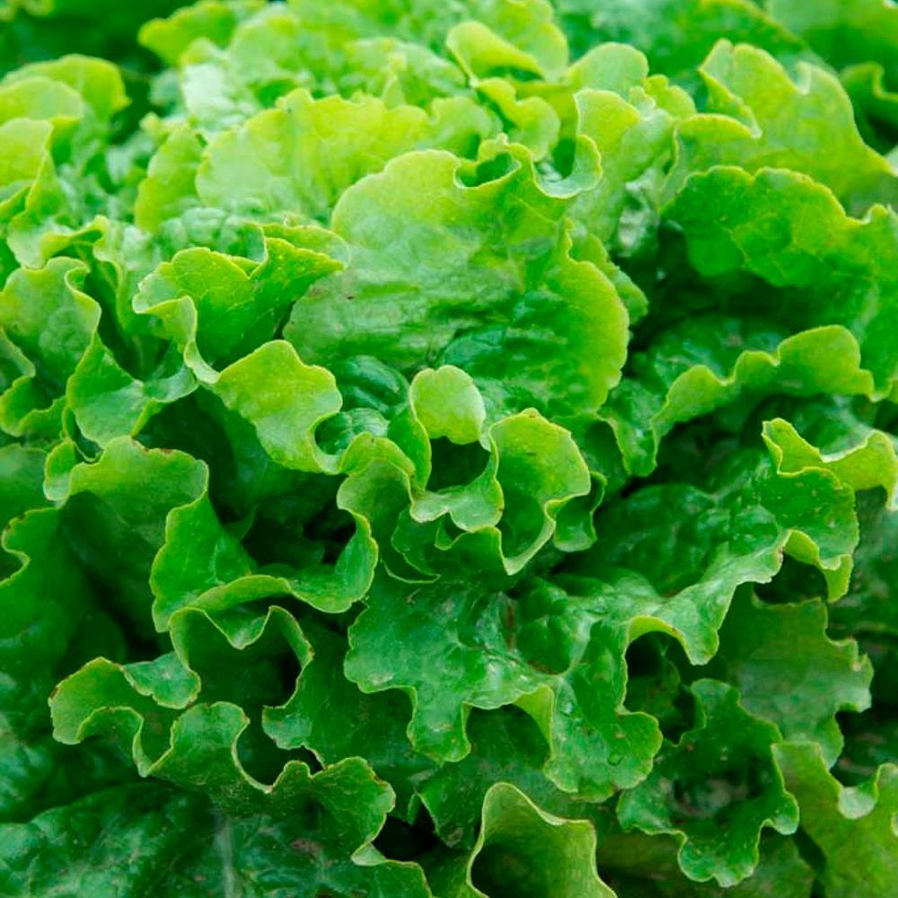 Gurney's Lettuce Leaf Green Ice 15 ft. Seed Tape - Image 3