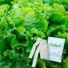 Gurney's Lettuce Leaf Green Ice 15 ft. Seed Tape