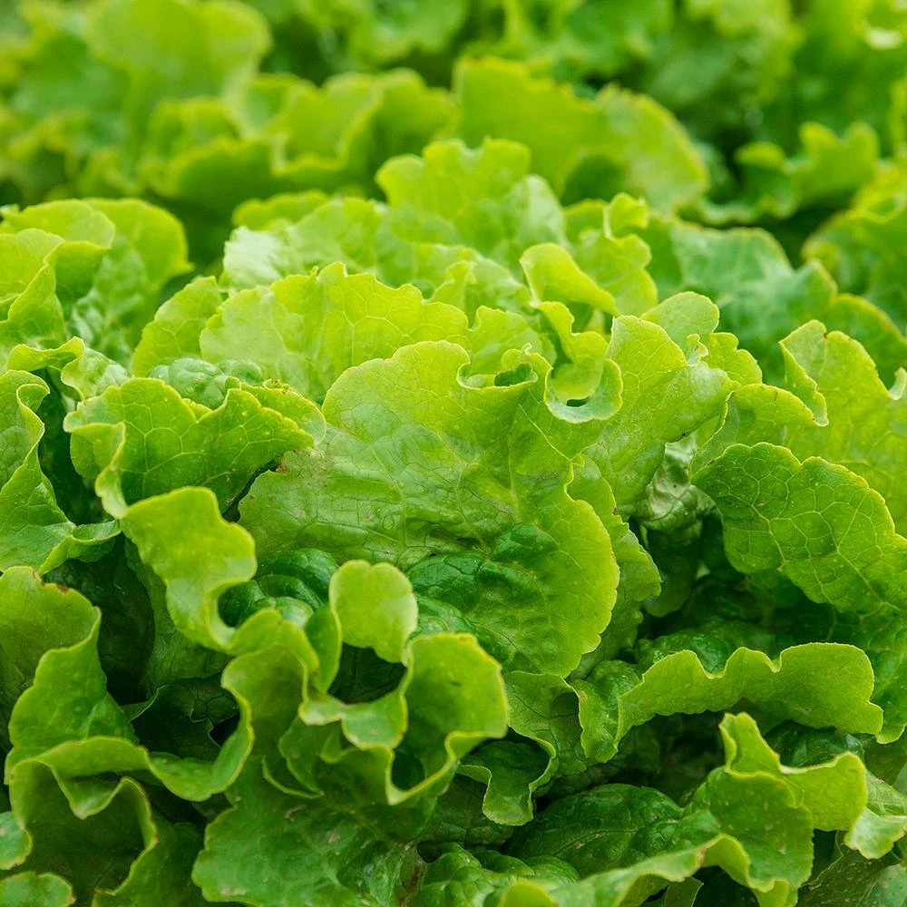 Gurney's Lettuce Leaf Green Ice 15 ft. Seed Tape - Image 2