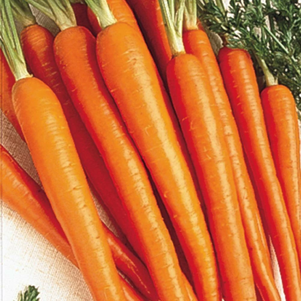 Gurney's Carrot Tendersweet 15 ft. Seed Tape - Image 2