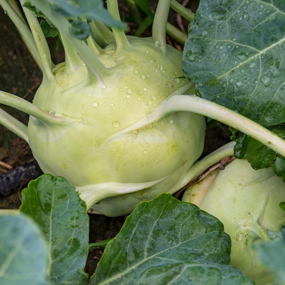 Gurney's Kohlrabi Early White Vienna 15 ft. Seed Tape - Image 4