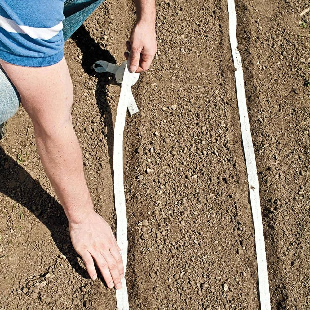 Gurney's Kohlrabi Early White Vienna 15 ft. Seed Tape - Image 3