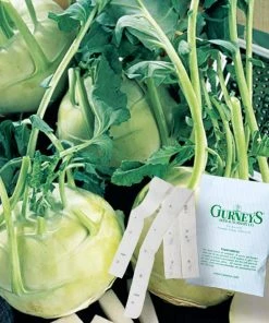 Gurney's Kohlrabi Early White Vienna 15 ft. Seed Tape