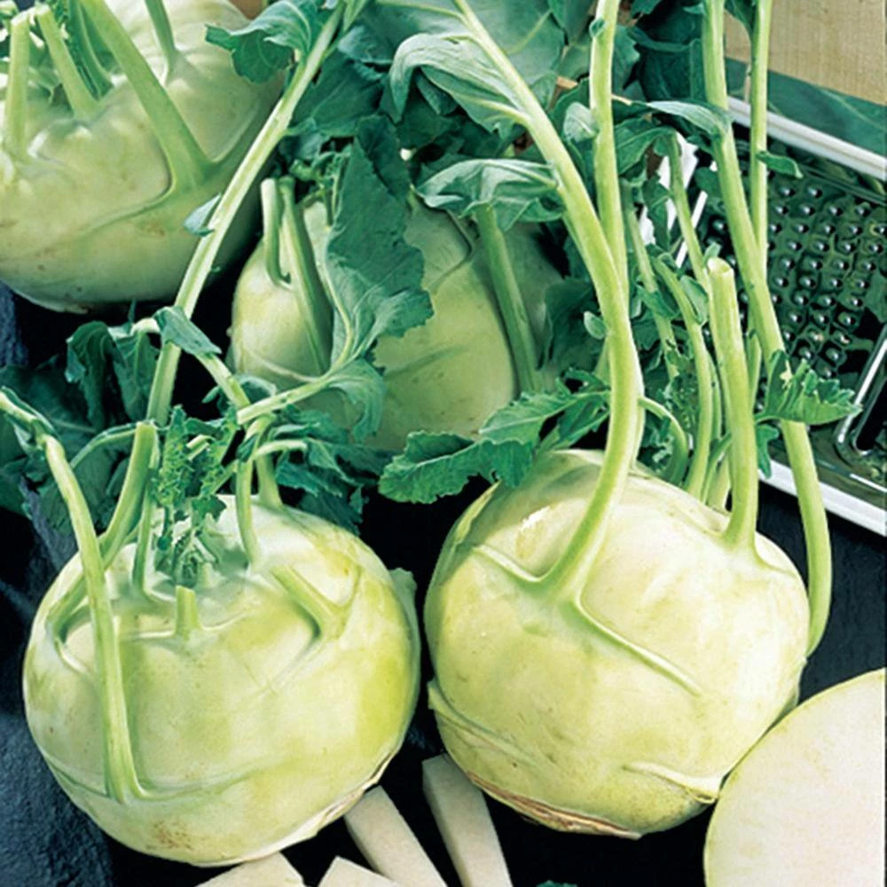 Gurney's Kohlrabi Early White Vienna 15 ft. Seed Tape - Image 2