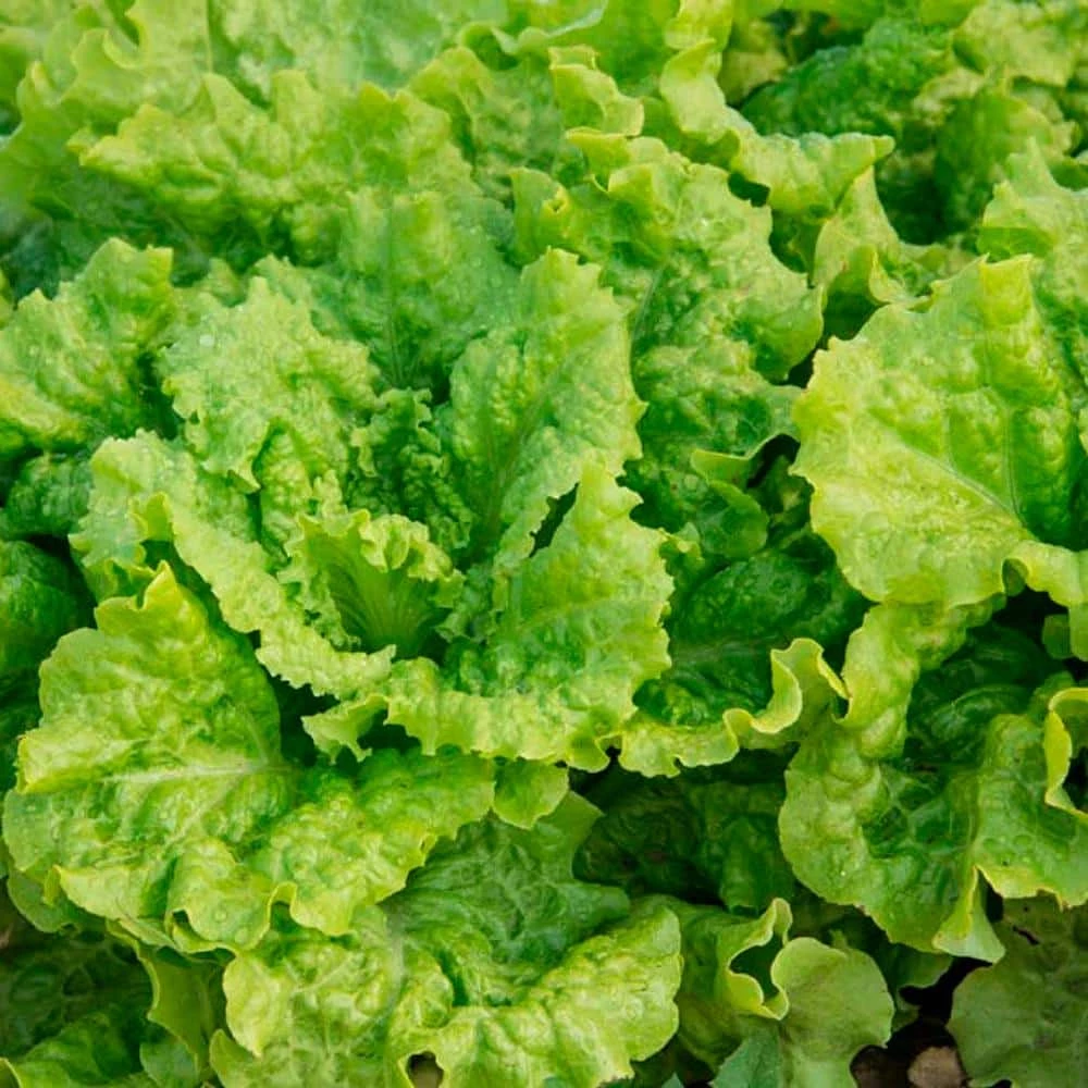 Gurney's Lettuce Black-Seeded Simpson (15 ft. Seed Tape) - Image 2