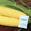 Gurney's Sweet Corn Bodacious R/M Hybrid (250 Seed Packet)