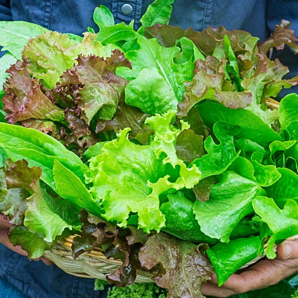 Gurney's Lettuce Premium Blend (1,000 Seed Packet) - Image 2