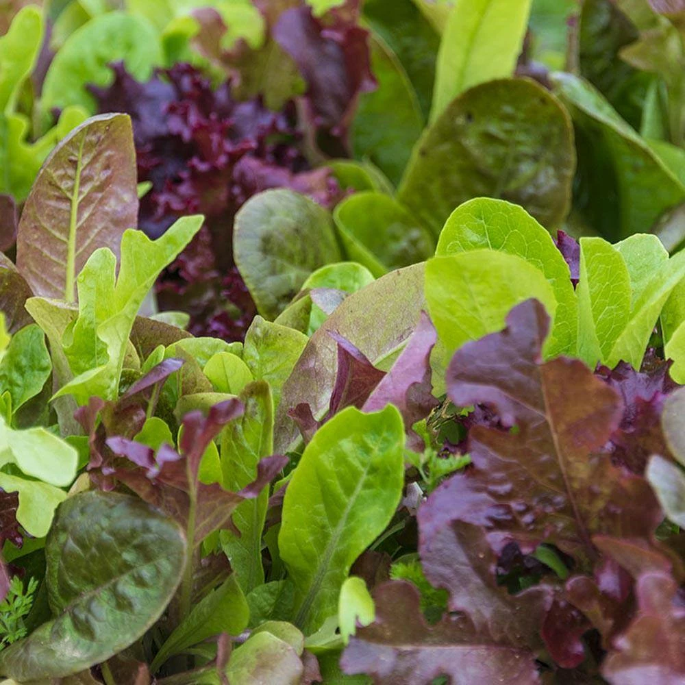 Gurney's 0.50 oz. Lettuce Premium Blend (Seed Packet) - Image 4