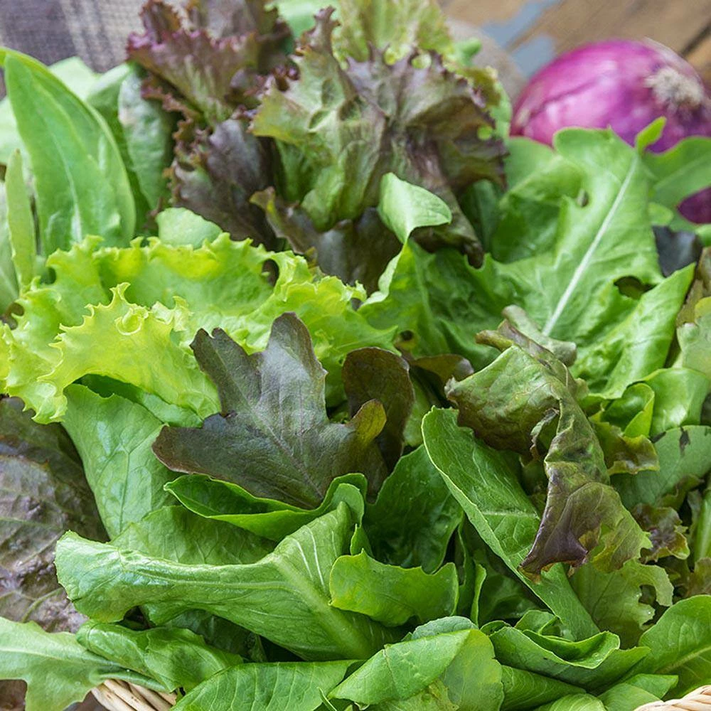 Gurney's 0.50 oz. Lettuce Premium Blend (Seed Packet) - Image 2