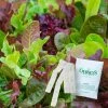 Gurney's Lettuce Premium Blend (15 ft. Seed Tape)