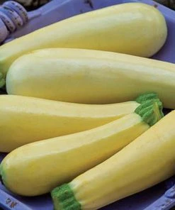Gurney's Summer Squash Chiffon Hybrid (25 Seed Packet)