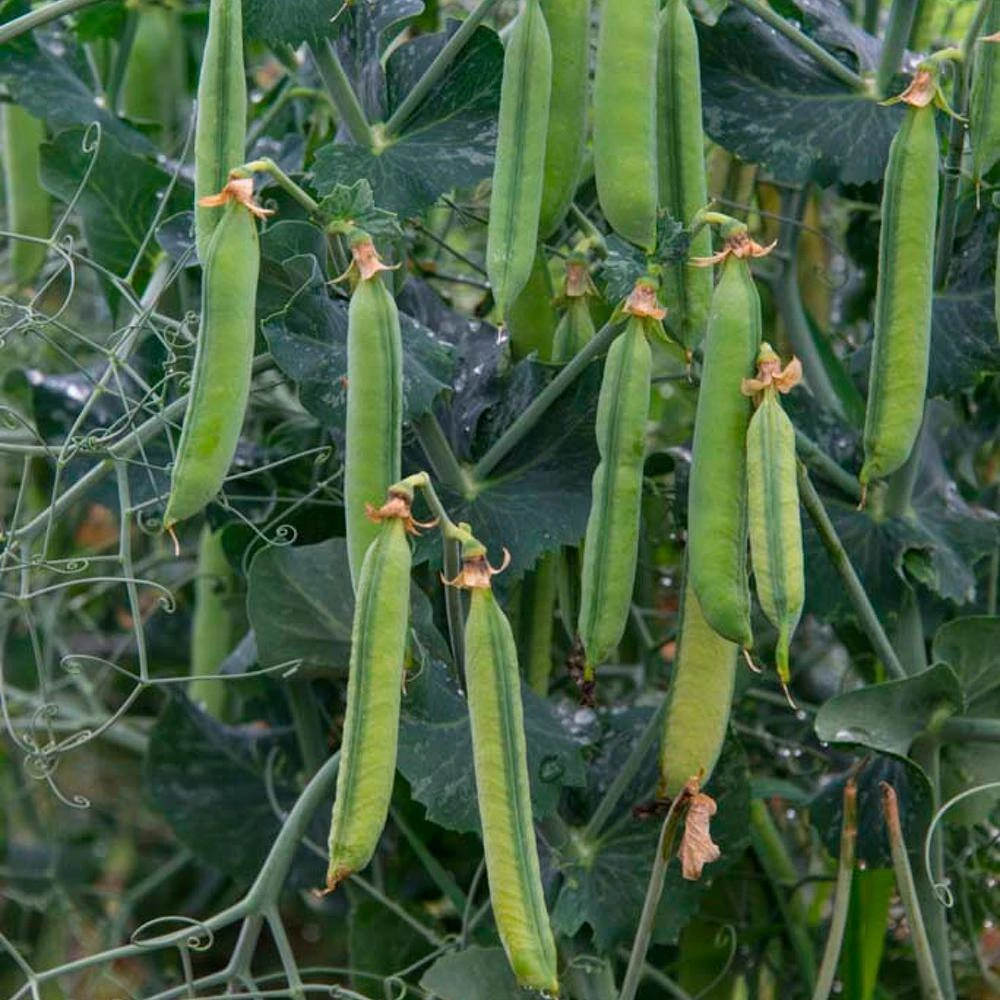 Gurney's Pea Sweet Pick (225 Seed Packet) - Image 3