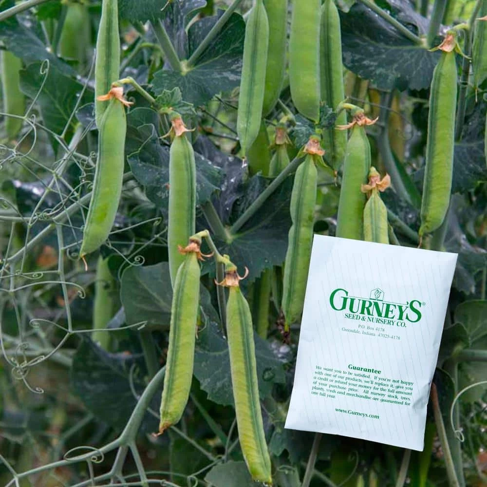 Gurney's Pea Sweet Pick (225 Seed Packet)