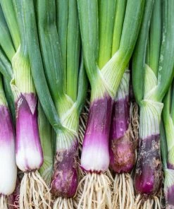 Gurney's Onion Bunching Red Barron (200 Seed Packet)