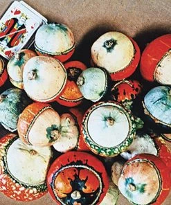 Gurney's Gourd Aladdin Seeds (20 Seed Packet)