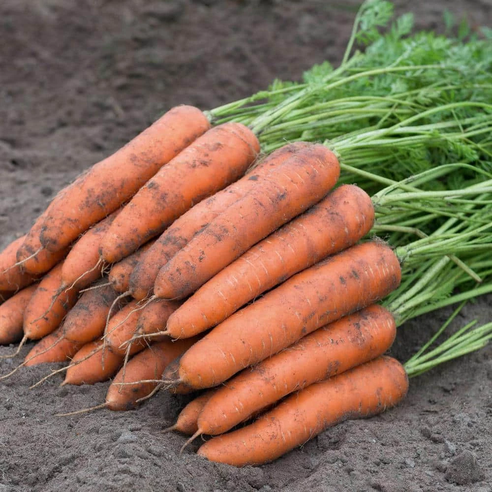 Gurney's Carrot Berlin Hybrid Seed Tape, Includes 2 Seed Tapes Each 7.50 ft. L