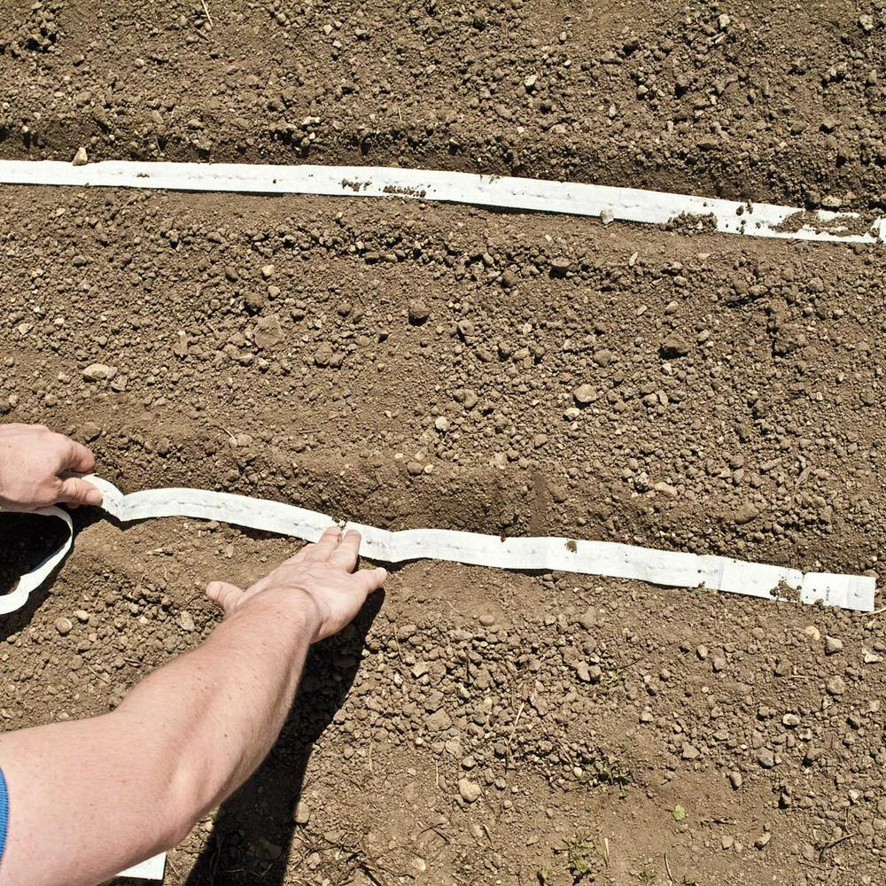 Gurney's Carrot Berlin Hybrid Seed Tape, Includes 2 Seed Tapes Each 7.50 ft. L - Image 2