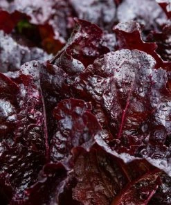 Gurney's Lettuce Leaf Dark Roden Seed Tape, Includes 2 Seed Tapes Each 7.50 ft. L