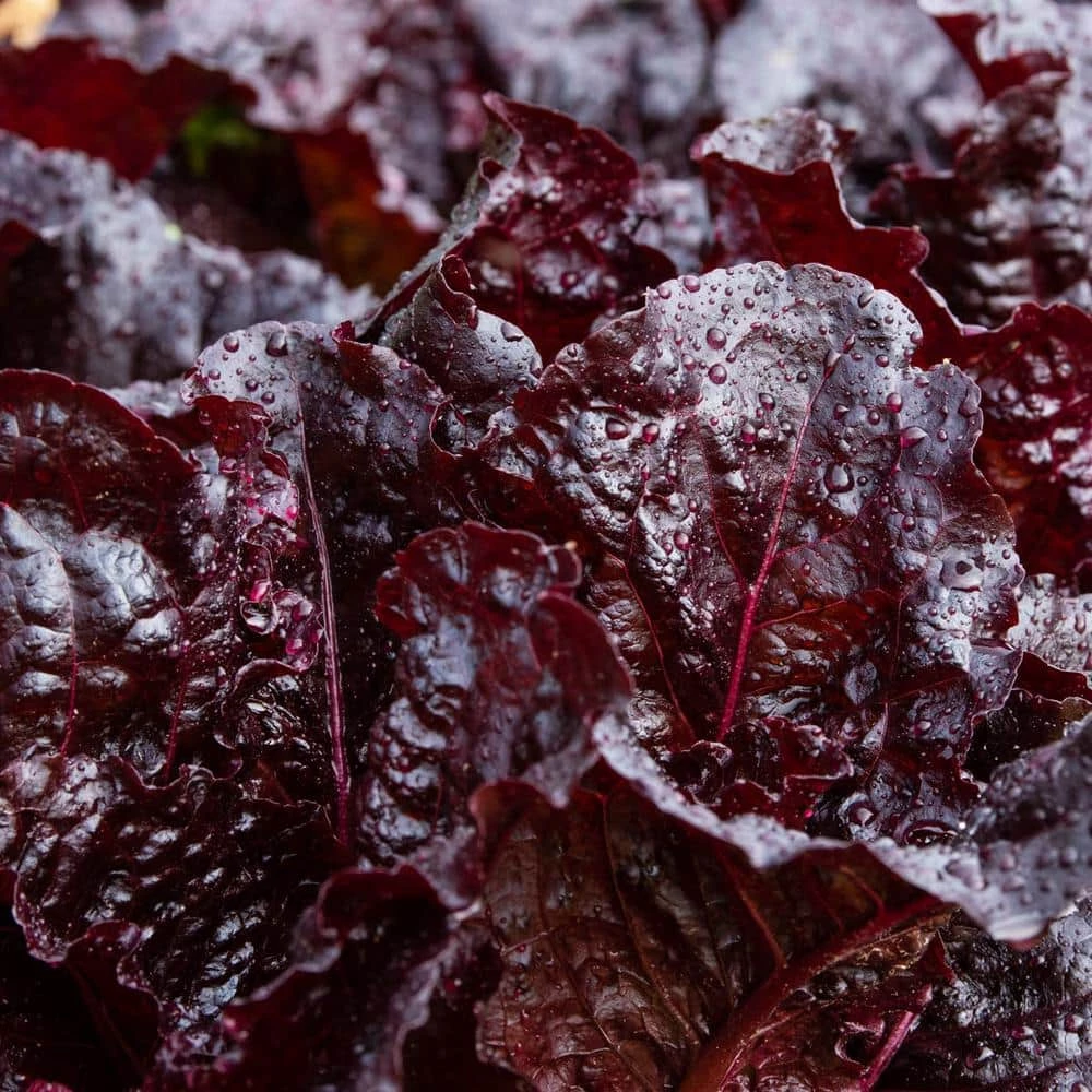 Gurney's Lettuce Leaf Dark Roden Seed Tape, Includes 2 Seed Tapes Each 7.50 ft. L