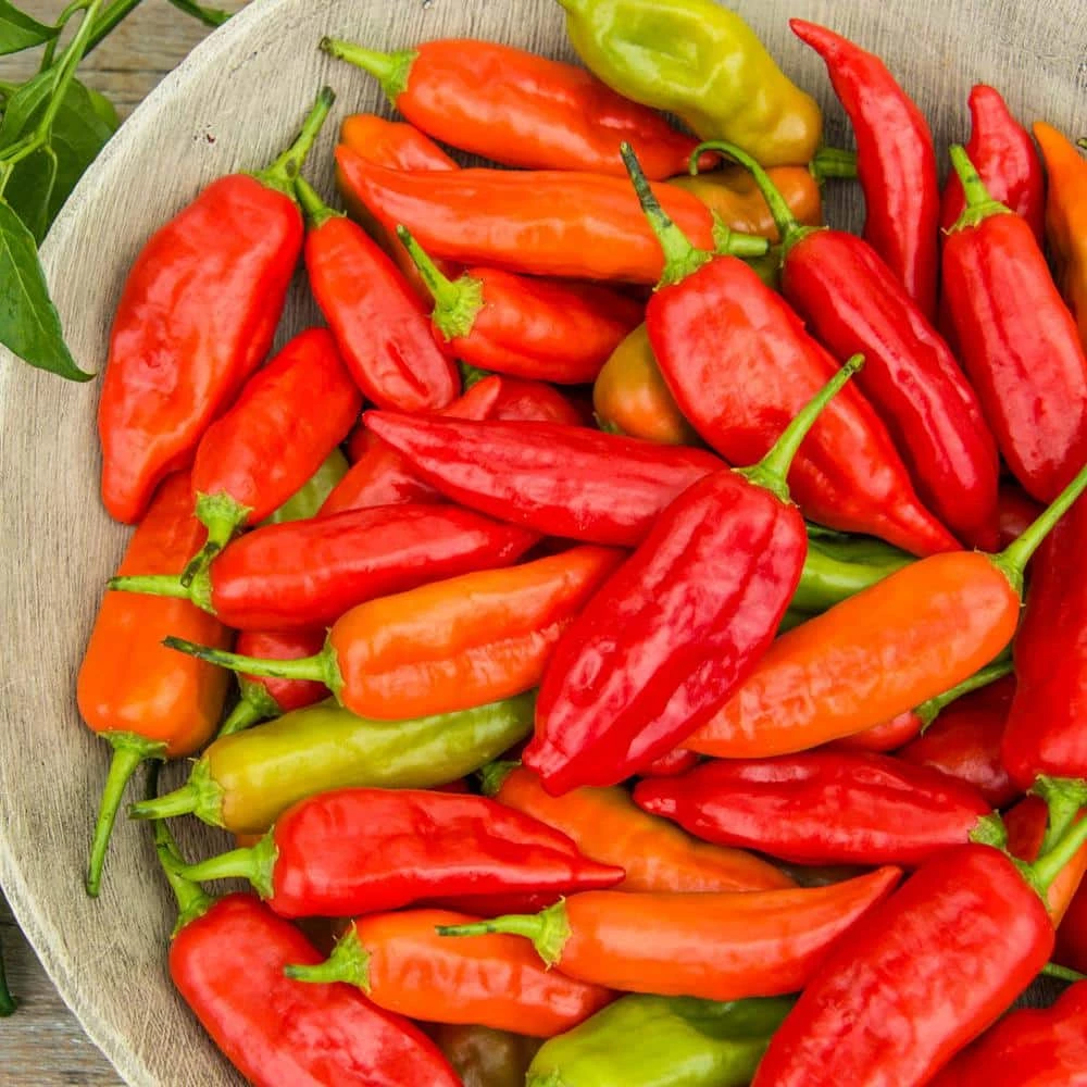 Gurney's Hot Pepper Aji Rico Hybrid Vegetable Seeds (10 Seed Packet)