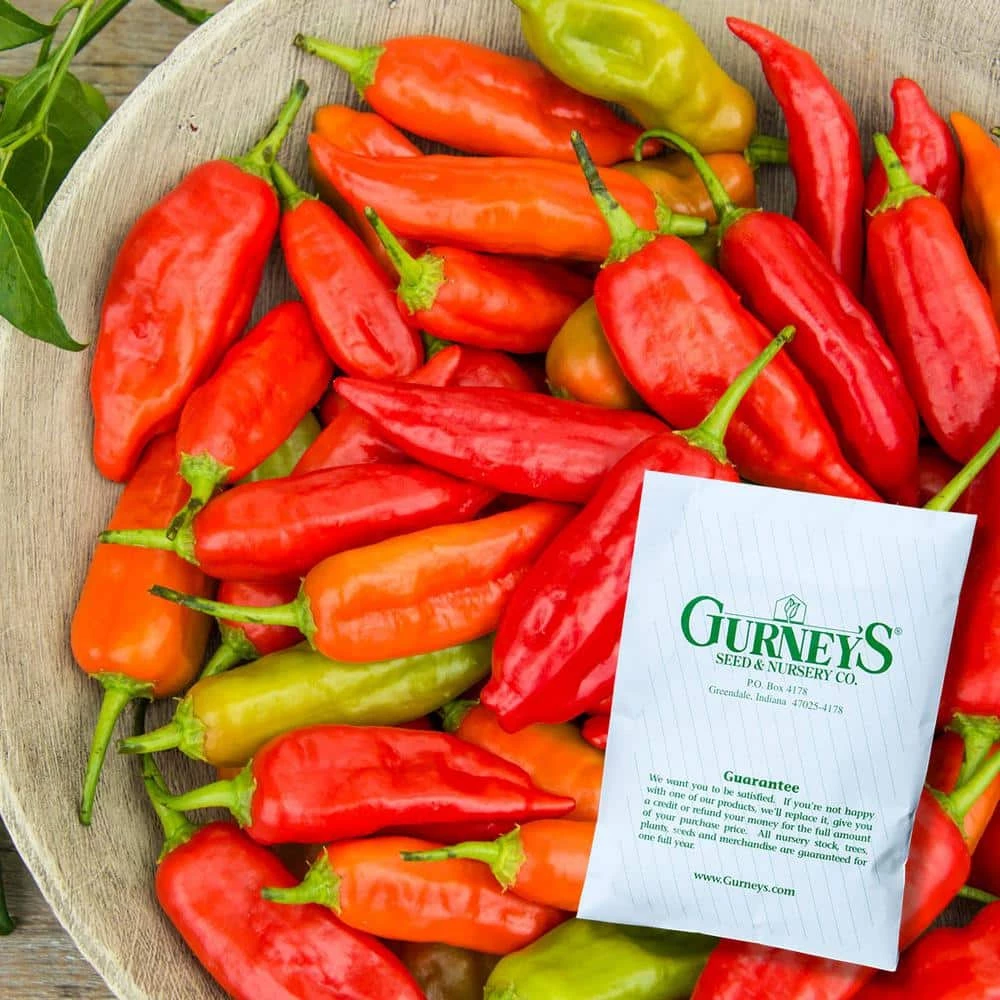 Gurney's Hot Pepper Aji Rico Hybrid Vegetable Seeds (10 Seed Packet) - Image 2