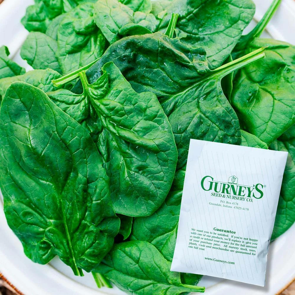 Gurney's Spinach Acadia Hybrid Vegetable Seeds (200 Seed Packet) - Image 2