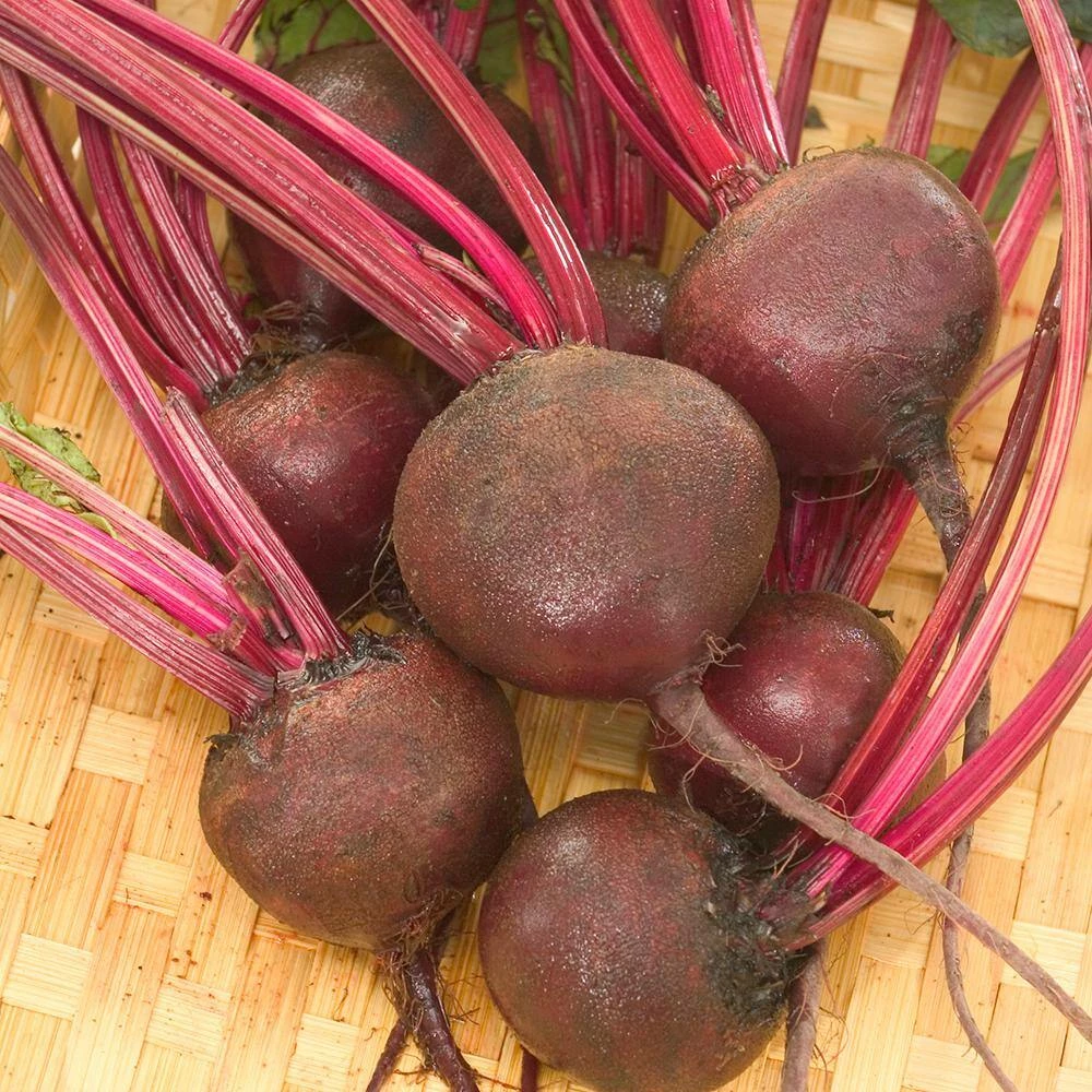 Gurney's Beet Ruby Queen 15 ft. Seed Tape - Image 3
