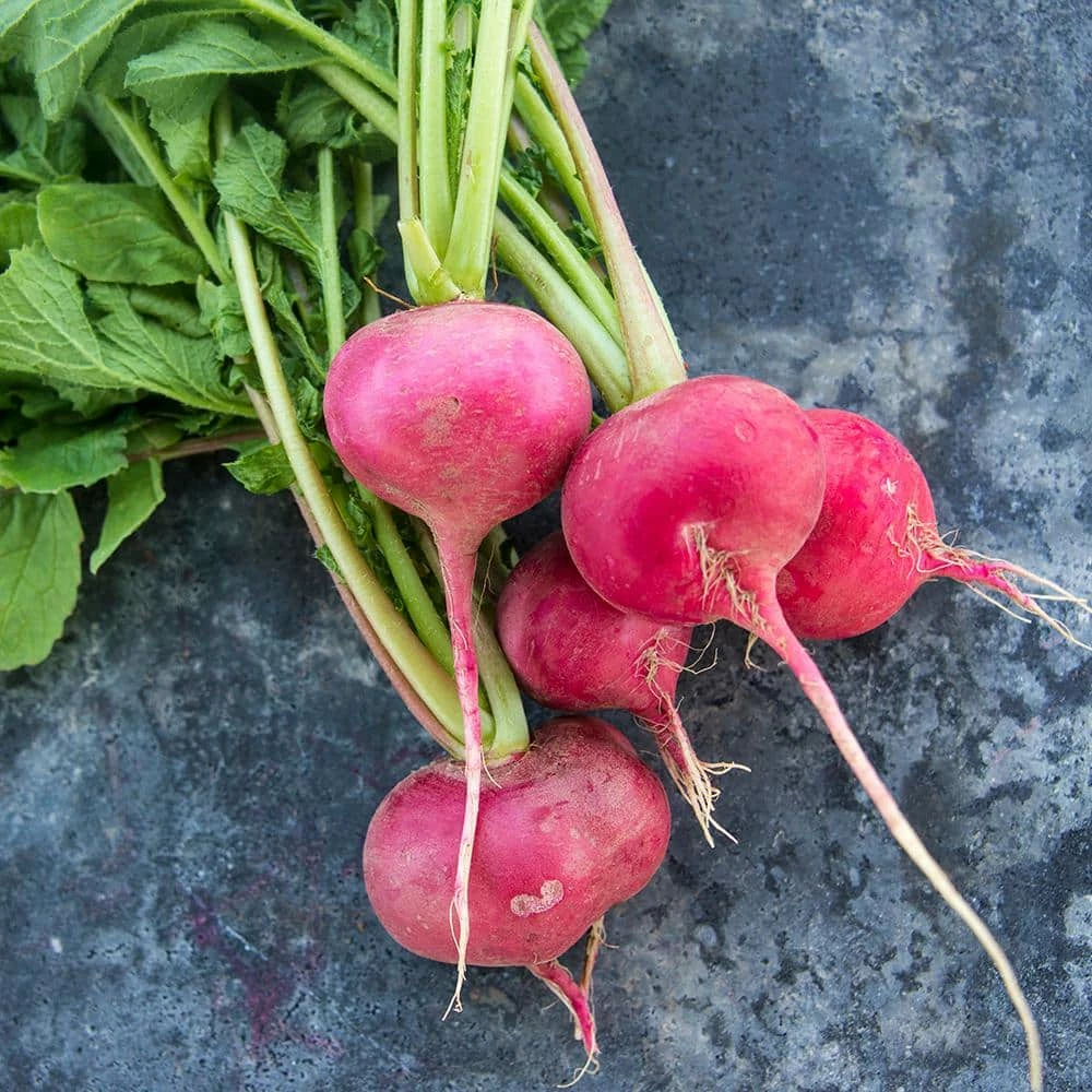 Gurney's 15 ft. Radish Champion (Seed Tape) - Image 3