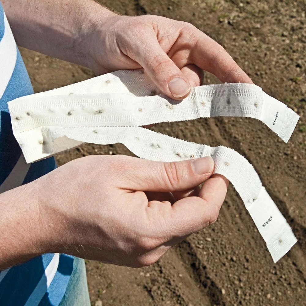 Gurney's 15 ft. Radish Champion (Seed Tape) - Image 2